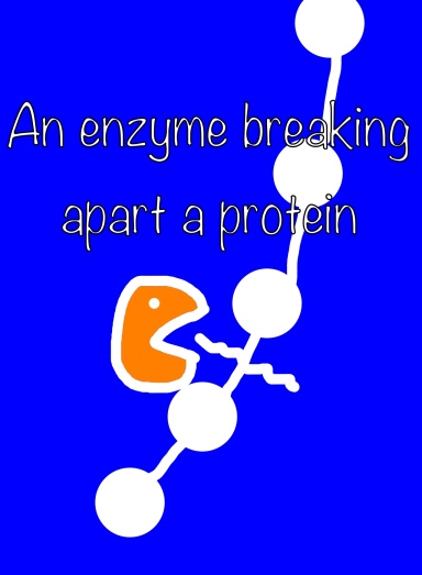 an Enzyme degrading a protein